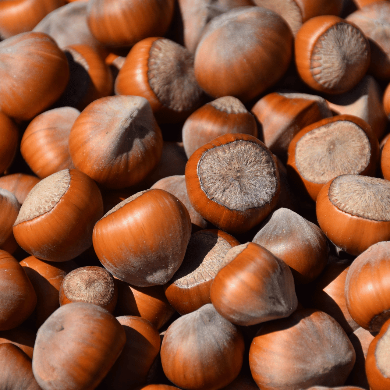 HAZELNUT