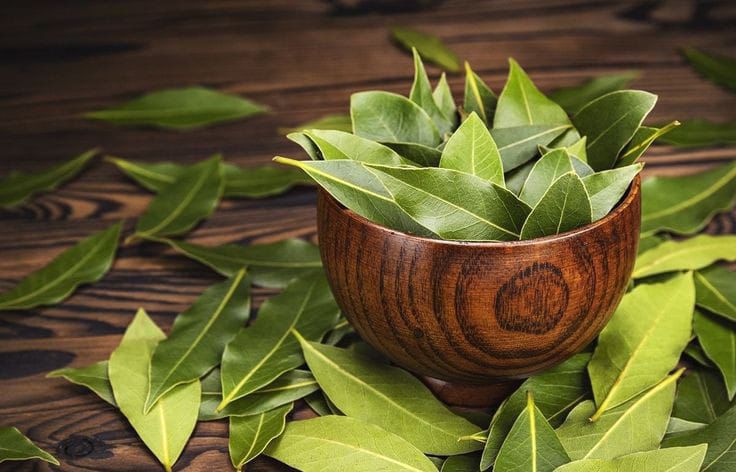 LAUREL LEAF